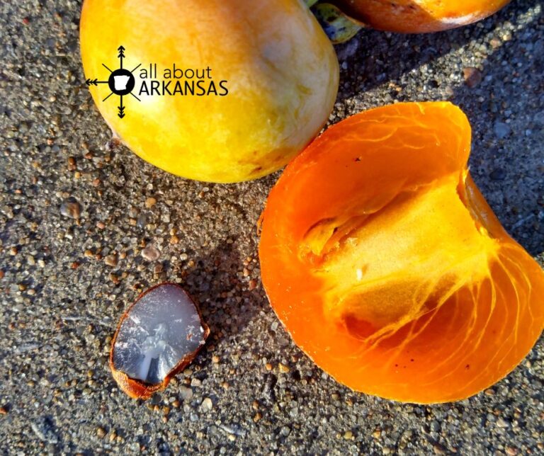 Decoding winter weather the ancient art of reading persimmon seeds
